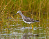 Greater Yellowlegs, Midway Beach, Washington