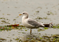 Late Summer Rain - Mew Gull, Blakely Island, Washington