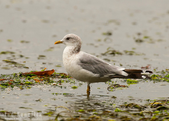 Late Summer Rain - Mew Gull, Blakely Island, Washington