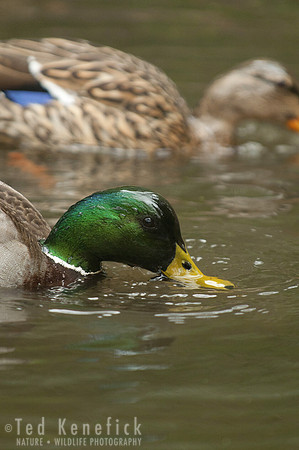 Mallard, Male and Female, Washington Park Arboretum, Seattle, Washington
