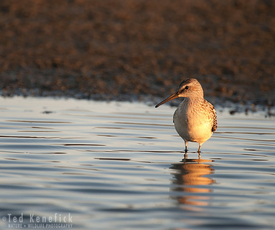 Stilt Sandpiper - 2, Ocean Shores, Washington