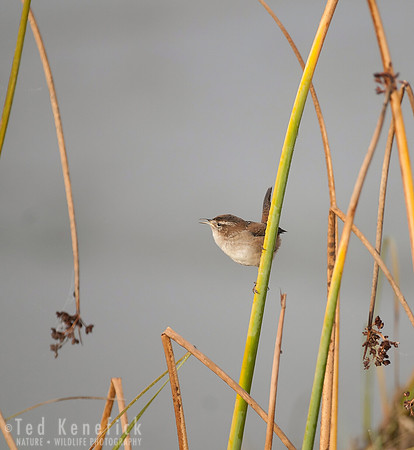 Marsh Wren, Port Susan Bay, Washington