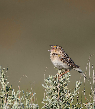 Sage Song --Grasshopper Sparrow, Ritzville, Washington