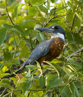 Posing Ringed Kingfisher, Rio Claro, The Pantanal, Brazil