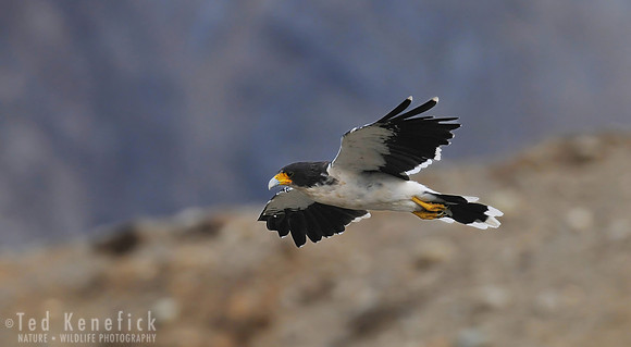 On the Prowl - White-throated Caracara, Ushuaia, Argentina