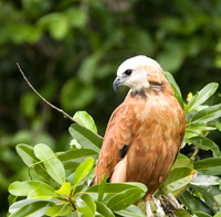 Watching the River, Black-colllared Hawk, The Pantanal, Brazil