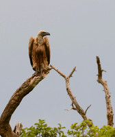 White-necked Vulture on Point, Maasai Mara, Kenya