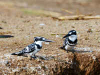 Pied Kingfishers -- Kazinga Channel, Uganda