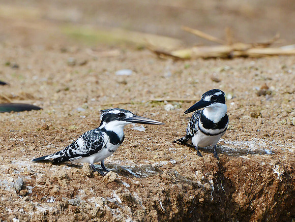 Pied Kingfishers -- Kazinga Channel, Uganda