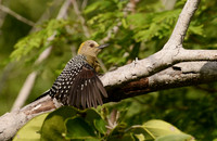 Wing-sunning Hoffman's Woodpecker, Guanacaste, Costa Rica