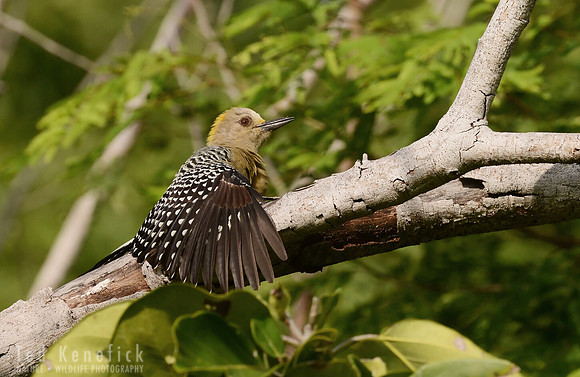 Wing-sunning Hoffman's Woodpecker, Guanacaste, Costa Rica