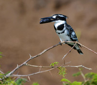 Life & Death on the Kazinga, Pied Kingfisher with Fish, Uganda