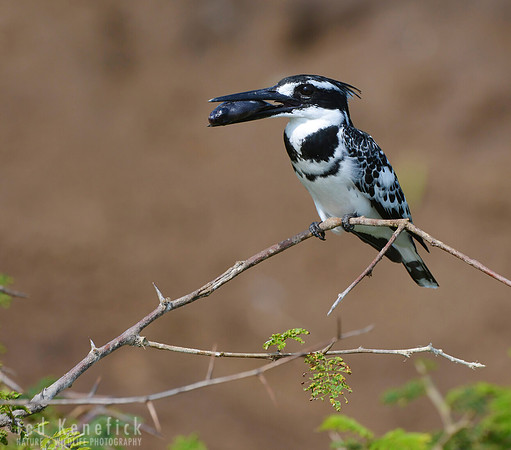 Life & Death on the Kazinga, Pied Kingfisher with Fish, Uganda