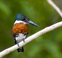 Study in Green, Green Kingfisher, The Pantanal, Brazil