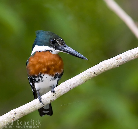 Study in Green, Green Kingfisher, The Pantanal, Brazil