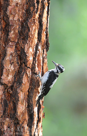 Hairy Woodpecker on Ponderosa, Okanogan County, Washington