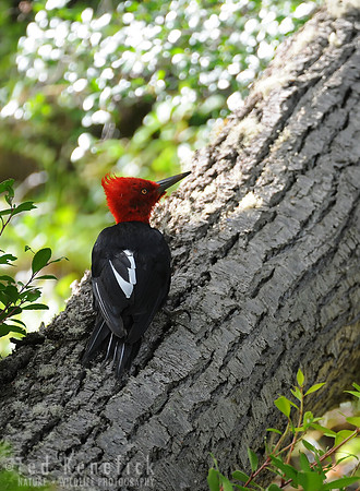 King Bird of the Southern Forest -- Magellanic Woodpecker, Glaciares NP, Argentina