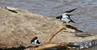 Wire-tailed Swallows on Mara River, Masai Mara, Kenya