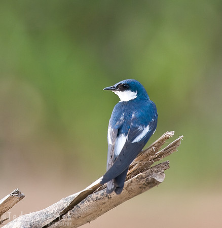 Blue-and-white Swallow, the Pantanal, Brazil