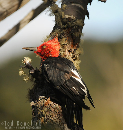 The Beech Master - Magellanic Woodpecker, Tierra del Fuego, Argentina