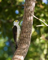 White Woodpecker, The Pantanal, Brazil