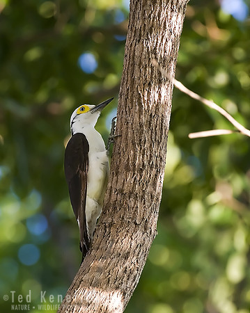 White Woodpecker, The Pantanal, Brazil