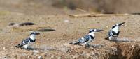 Pied Kingfisher Trio -- Kazinga Channel, Uganda