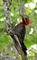 Robust Woodpecker - Ilha do Mel, Brazil