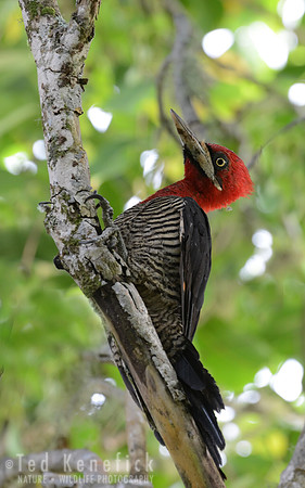 Robust Woodpecker - Ilha do Mel, Brazil