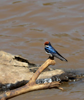 Wire-tailed Swallow -- Mara River, Kenya