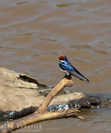 Wire-tailed Swallow -- Mara River, Kenya