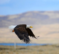 Birds of Prey