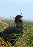 Striated Caracara, Bleeker Island, Falkland Islands