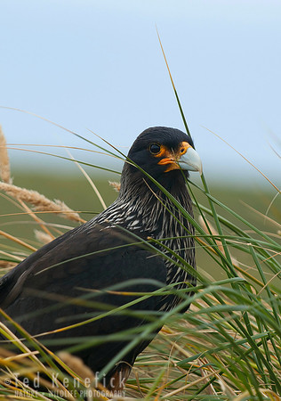 Striated Caracara, Bleeker Island, Falkland Islands