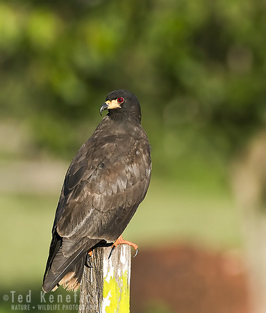Snail Kite at Perching Post, Araras, The Pantanal, Brazil
