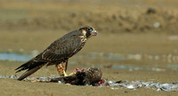 Peregrine Falcon with California Gull, Long Beach, Washington
