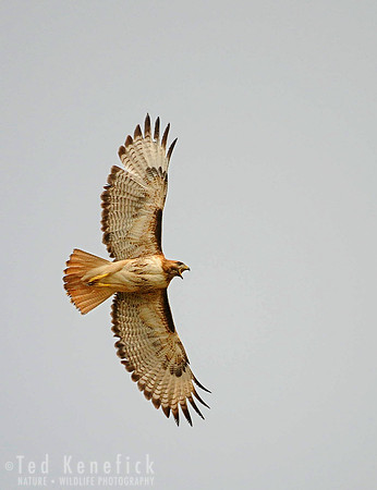 Cry from Above - Red-tailed Hawk, Washtucna, Washington
