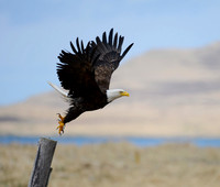 Up and... -- Adak Island, Alaska