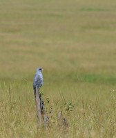 Lonely Lookout -- Dark Chanting Goshawk - Masai Mara, Kenya