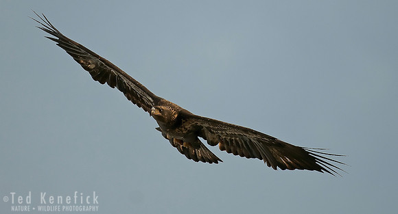 Immature Bald Eagle above Chelan, Washington