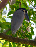 Herons, Egrets, Cranes, Ibis