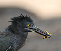 Lava Heron with Grasshopper Prey, Galapagos Islands