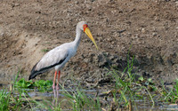 Yellow-billed Stork - Kazinga Channel, Uganda