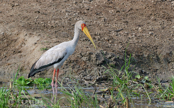Yellow-billed Stork - Kazinga Channel, Uganda