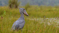 Shoebill in Papyrus Swamp, Lake Mabamba, Uganda