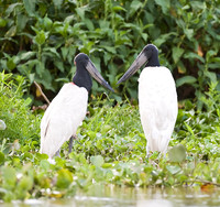 Jabiru Pair, Cuiaba River, The Pantanal, Brazil