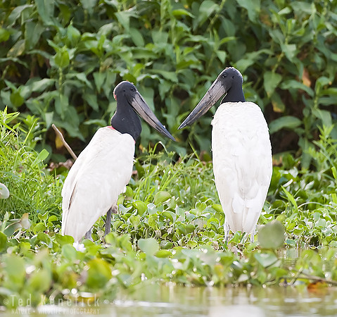 Jabiru Pair, Cuiaba River, The Pantanal, Brazil