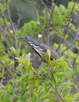 Dwarf Bittern, Ishasha, Queen Elizabeth National Park, Uganda