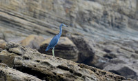 Little Blue Heron, Nicaragua