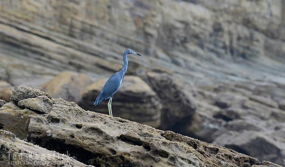 Little Blue Heron, Nicaragua